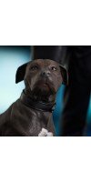 John Wick 3 - John Wick with Dog Milestones Statue