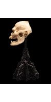 The Lord of the Rings - Skull of Lurtz Miniature Skull