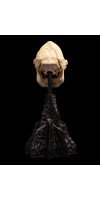 The Lord of the Rings - Skull of Lurtz Miniature Skull