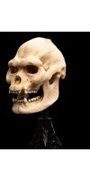 The Lord of the Rings - Skull of Lurtz Miniature Skull