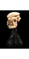 The Lord of the Rings - Skull of a Cave Troll Miniature Skull