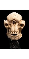 The Lord of the Rings - Skull of a Cave Troll Miniature Skull