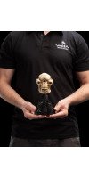 The Lord of the Rings - Skull of a Cave Troll Miniature Skull