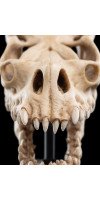 The Lord of the Rings - Skull of a Fell Beast Miniature Skull