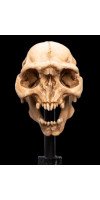 The Lord of the Rings - Skull of a Moria Orc Miniature Skull