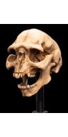 The Lord of the Rings - Skull of a Moria Orc Miniature Skull