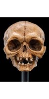 The Lord of the Rings - Skull of Gollum Miniature Skull