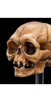 The Lord of the Rings - Skull of Gollum Miniature Skull