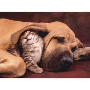 Cuddles puzzle 500pcs