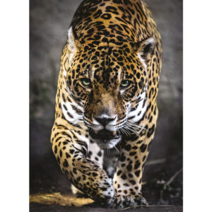 Walk of the Jaguar puzzle 1000pcs